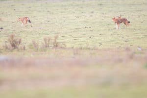 Loups d'Abyssinie enlassés