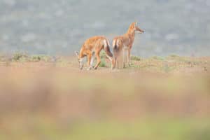 Deux loup d'Abyssinie sur les steppes afro alpine en Ethiopie