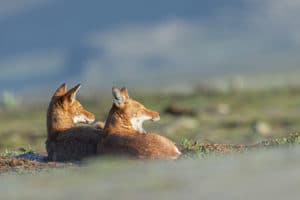 canis-simensis-loup-d-abyssinie-parc-national-des-montagnes-de-bale-stage-photographie-animaliere-adrien-lesaffre-photographe-rare-experience-immersion-aventure-specialiste-loup-d-ethiopie-engage-conservation-livre