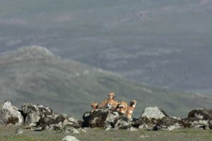 canis-simensis-loup-d-abyssinie-parc-national-des-montagnes-de-bale-stage-photographie-animaliere-adrien-lesaffre-photographe-rare-experience-immersion-aventure-specialiste-loup-d-ethiopie-engage-conservation-livre