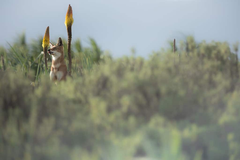 canis-simensis-loup-d-abyssinie-parc-national-des-montagnes-de-bale-stage-photographie-animaliere-adrien-lesaffre-photographe-rare-experience-immersion-aventure-specialiste-loup-d-ethiopie-engage-conservation-livre