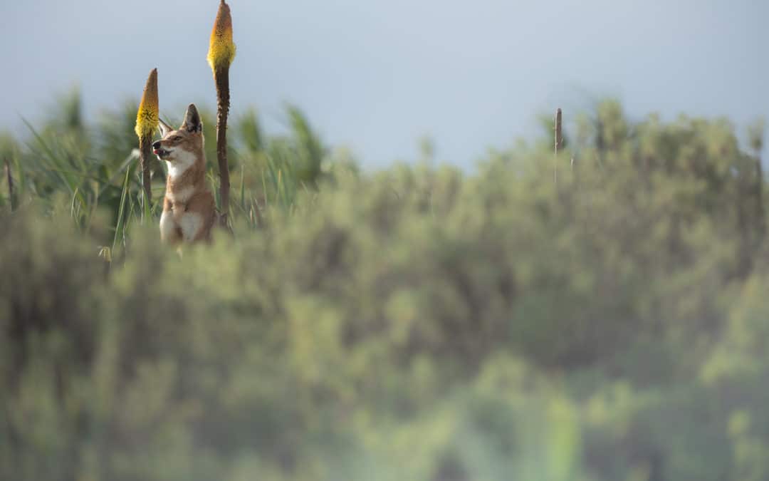 Stage Vallée des Loups en fleur