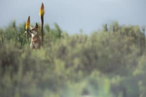 canis-simensis-loup-d-abyssinie-parc-national-des-montagnes-de-bale-stage-photographie-animaliere-adrien-lesaffre-photographe-rare-experience-immersion-aventure-specialiste-loup-d-ethiopie-engage-conservation-livre