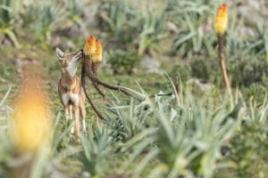canis-simensis-loup-d-abyssinie-parc-national-des-montagnes-de-bale-stage-photographie-animaliere-adrien-lesaffre-photographe-rare-experience-immersion-aventure-specialiste-loup-d-ethiopie-engage-conservation-livre