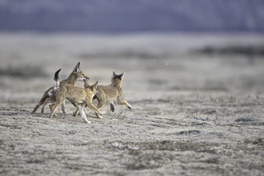 canis-simensis-loup-d-abyssinie-parc-national-des-montagnes-de-bale-stage-photographie-animaliere-adrien-lesaffre-photographe-rare-experience-immersion-aventure-specialiste-loup-d-ethiopie-engage-conservation-livre
