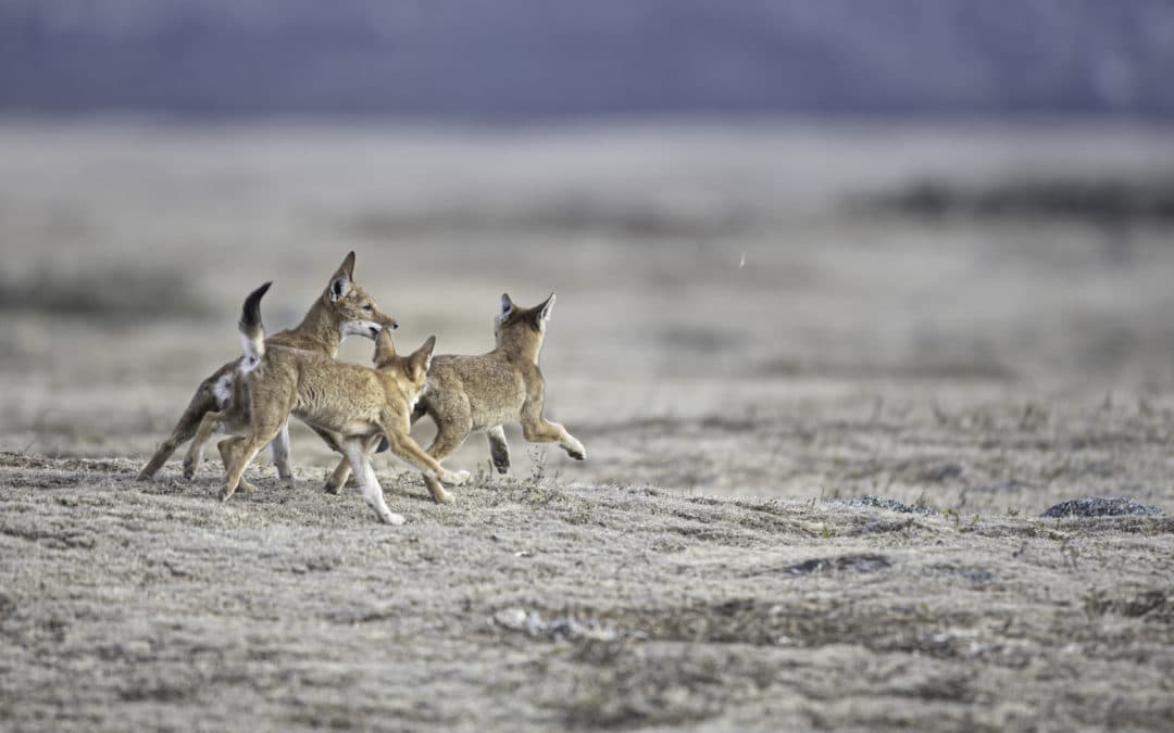 Stage Photo Animalier Les Loups, leurs petits & les Geladas