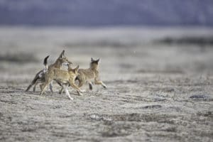 canis-simensis-loup-d-abyssinie-parc-national-des-montagnes-de-bale-stage-photographie-animaliere-adrien-lesaffre-photographe-rare-experience-immersion-aventure-specialiste-loup-d-ethiopie-engage-conservation-livre