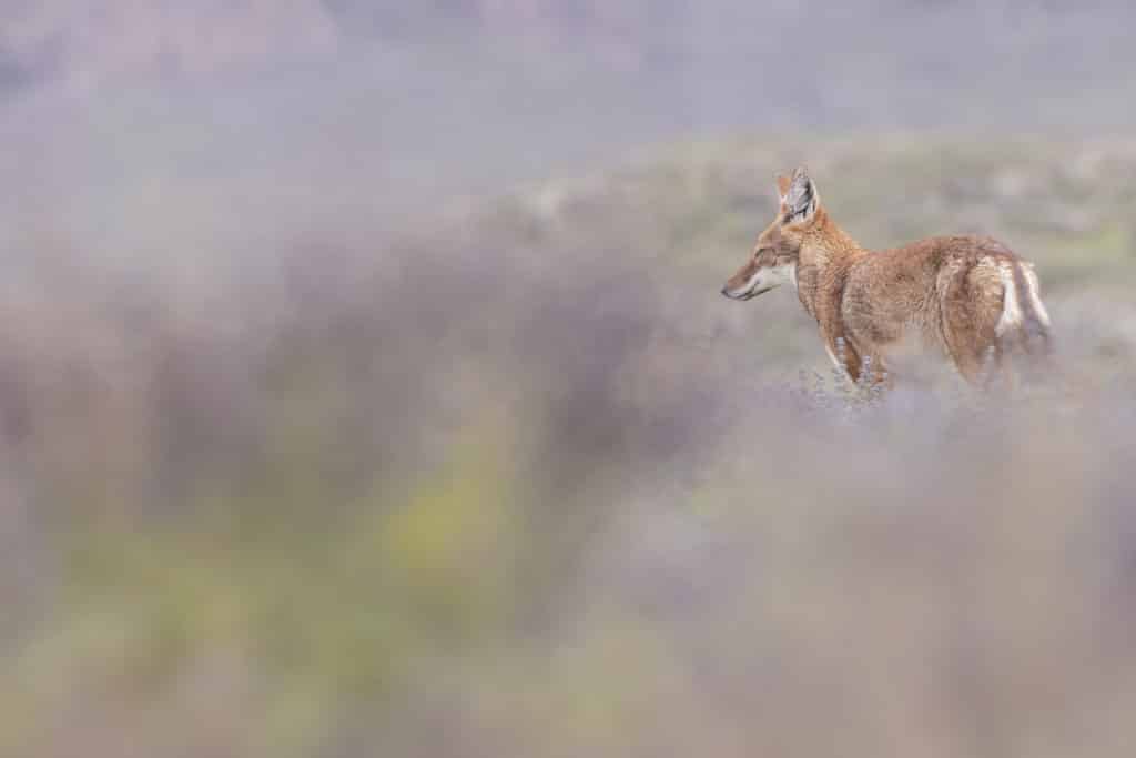 canis-simensis-loup-d-abyssinie-parc-national-des-montagnes-de-bale-stage-photographie-animaliere-adrien-lesaffre-photographe-rare-experience-immersion-aventure-specialiste-loup-d-ethiopie-engage-conservation-livre