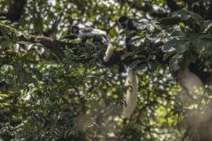 singe-colobus-colobe de guereza-foret-harenna-canis-simensis-loup-d-abyssinie-parc-national-des-montagnes-de-bale-stage-photographie-animaliere-adrien-lesaffre-photographe-rare-experience-immersion-aventure-specialiste-loup-d-ethiopie-engage-conservation-livre