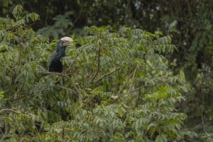 oiseau-calao-foret-harenna-canis-simensis-loup-d-abyssinie-parc-national-des-montagnes-de-bale-stage-photographie-animaliere-adrien-lesaffre-photographe-rare-experience-immersion-aventure-specialiste-loup-d-ethiopie-engage-conservation-livre