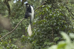 singe-colobus-canis-simensis-loup-d-abyssinie-parc-national-des-montagnes-de-bale-stage-photographie-animaliere-adrien-lesaffre-photographe-rare-experience-immersion-aventure-specialiste-loup-d-ethiopie-engage-conservation-livre