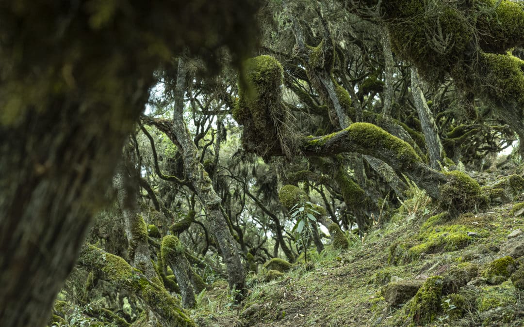 Stage photo animalier Loup d&rsquo;Ethiopie & Forêt d&rsquo;Harenna