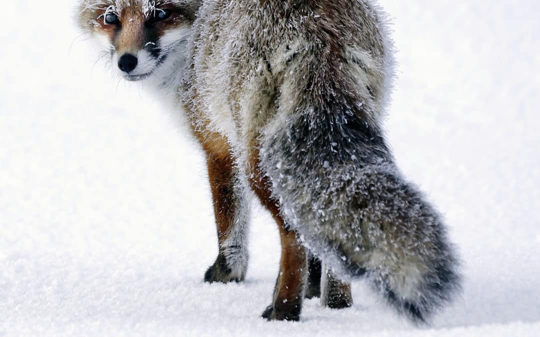9eme Festival Pyrénéen de l&rsquo;image nature
