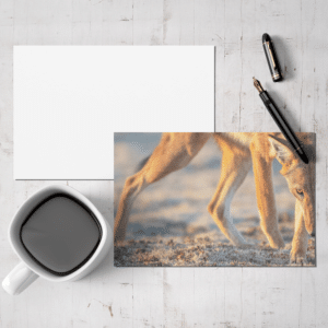 canis-simensis-loup-d-abyssinie-parc-national-des-montagnes-de-bale-stage-photographie-animaliere-adrien-lesaffre-photographe-rare-experience-immersion-aventure-specialiste-loup-d-ethiopie-engage-conservation