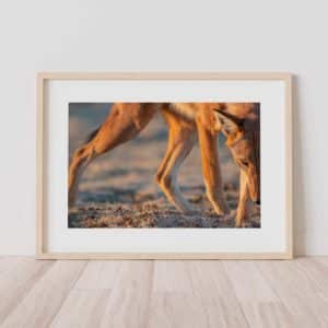 canis-simensis-loup-d-abyssinie-parc-national-des-montagnes-de-bale-stage-photographie-animaliere-adrien-lesaffre-photographe-rare-experience-immersion-aventure-specialiste-loup-d-ethiopie-engage-conservation-livre-tirage