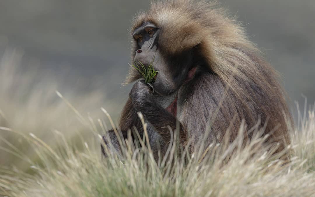Le Gelada (Theropithecus gelada)