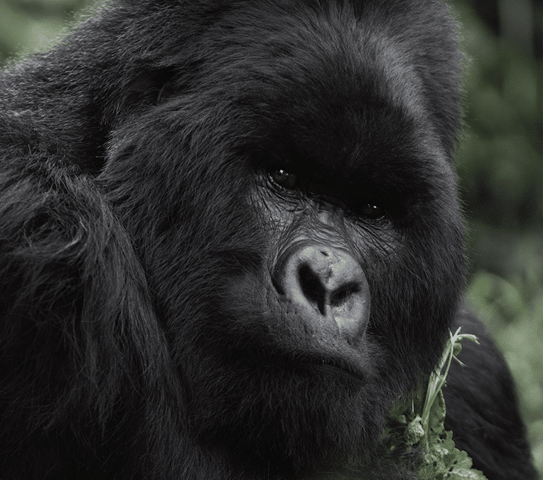 Earth Dream Magazine numéro 1