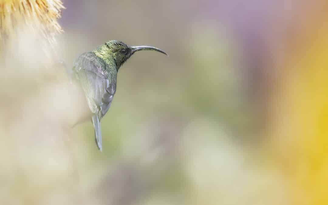 Le Souimanga tacazze